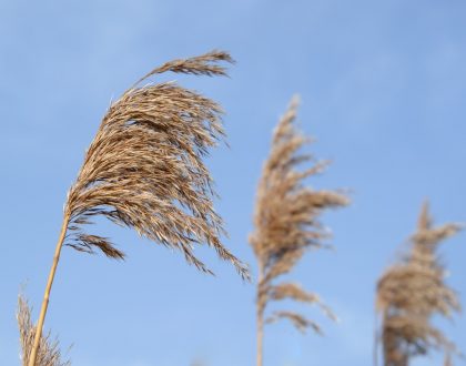 The Wind of God